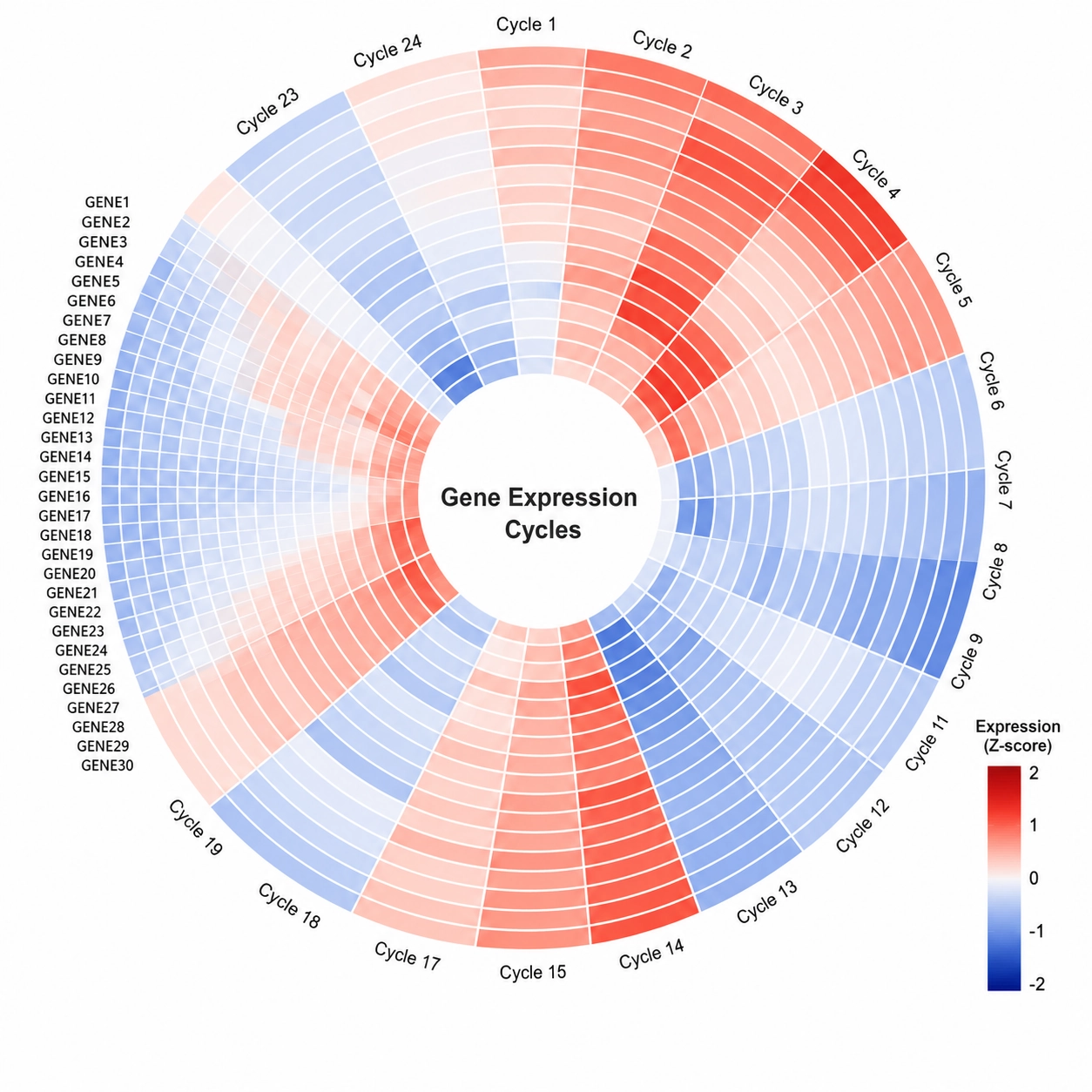 Circular gene expression heat map